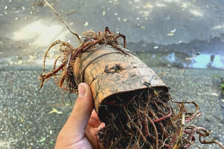 Blocked drains